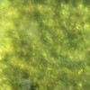 Métallisé Vert